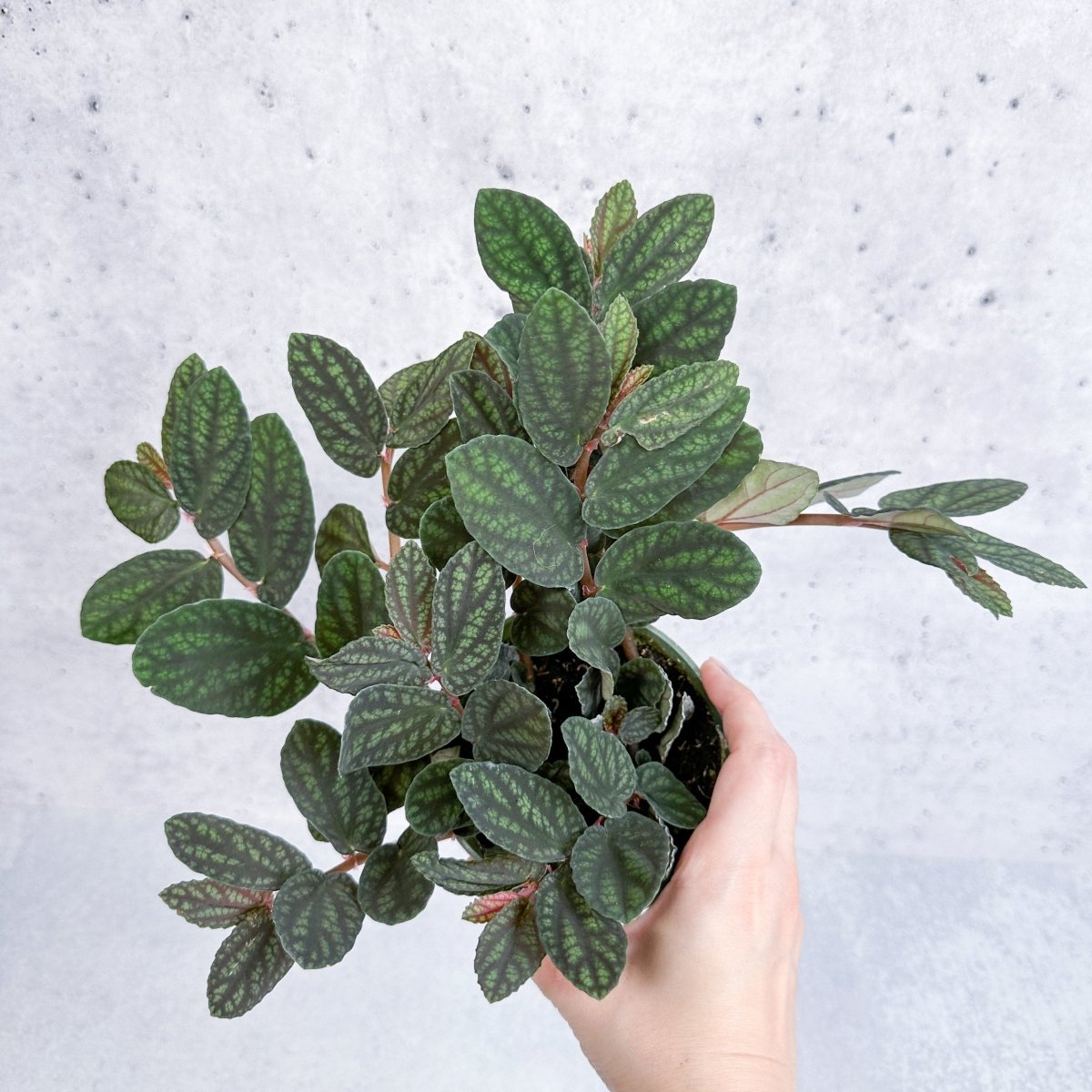  Pellionia Pulchra - Polynesian Ivy