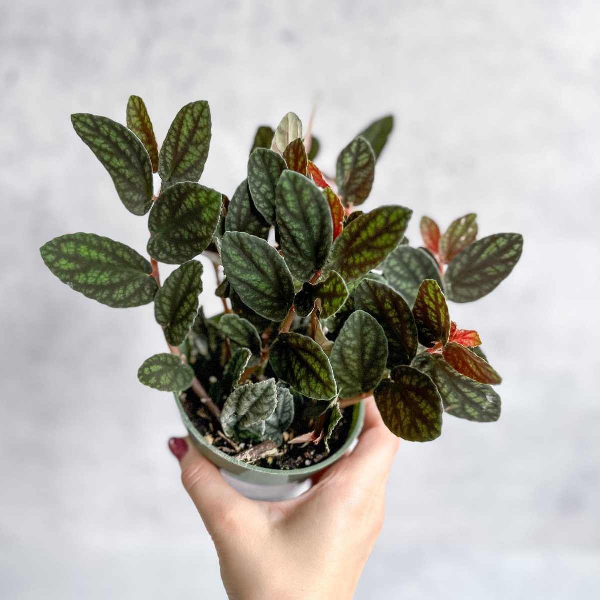  Pellionia Pulchra - Polynesian Ivy