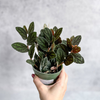  Pellionia Pulchra - Polynesian Ivy