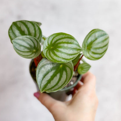  Peperomia Argyreia 'Watermelon Peperomia' - Hanging Basket