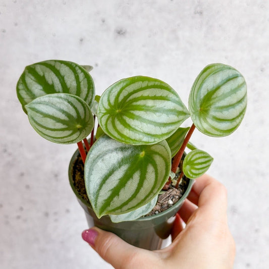  Peperomia Argyreia 'Watermelon Peperomia' - Hanging Basket
