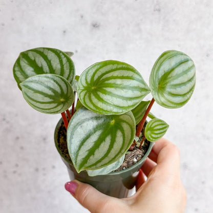  Peperomia Argyreia 'Watermelon Peperomia'