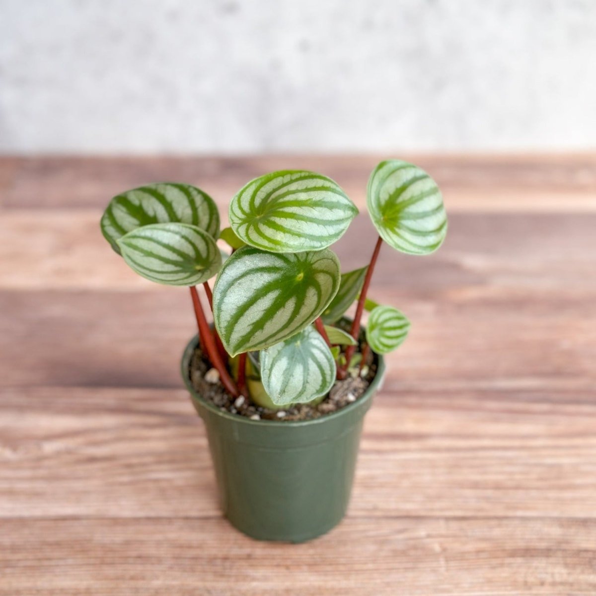  Peperomia Argyreia 'Watermelon Peperomia'