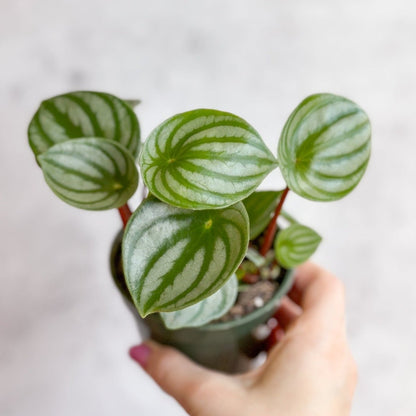  Peperomia Argyreia 'Watermelon Peperomia'