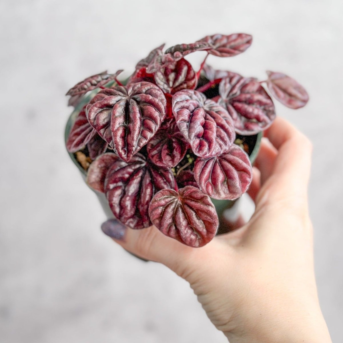  Peperomia Caperata ‘Schumi Red’