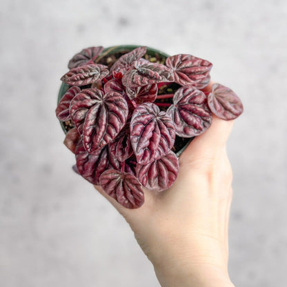  Peperomia Caperata ‘Schumi Red’