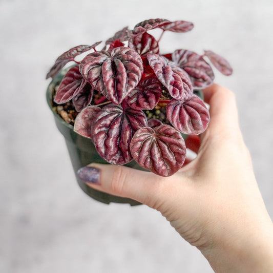  Peperomia Caperata ‘Schumi Red’