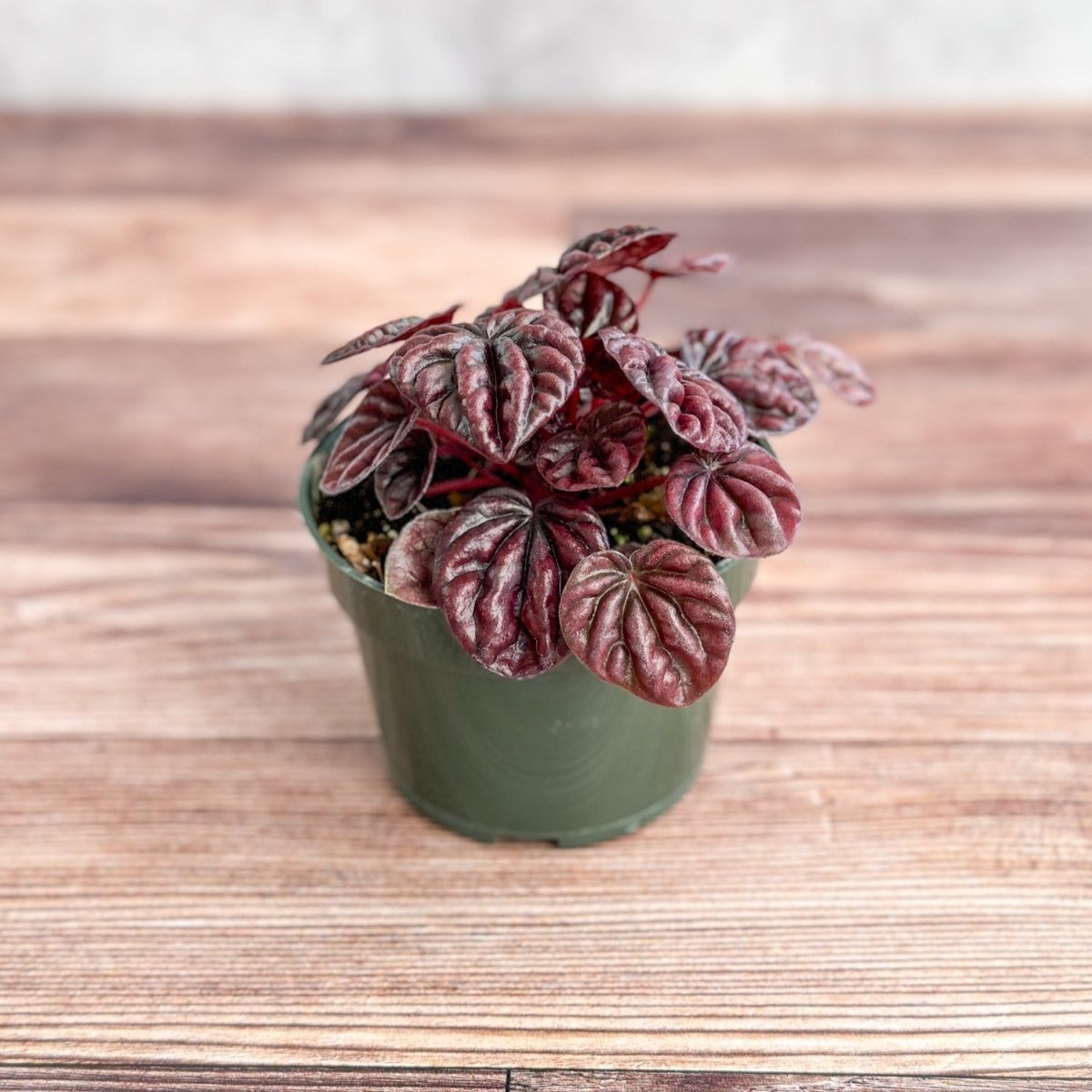  Peperomia Caperata ‘Schumi Red’