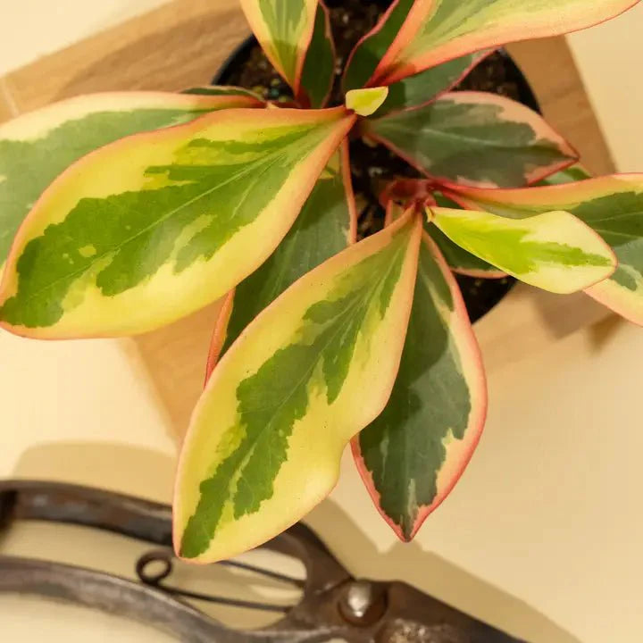  Peperomia Clusiifolia 'Ginny' - Tricolor Peperomia