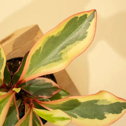  Peperomia Clusiifolia 'Ginny' - Tricolor Peperomia