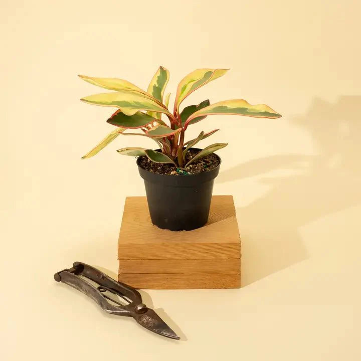  Peperomia Clusiifolia 'Ginny' - Tricolor Peperomia