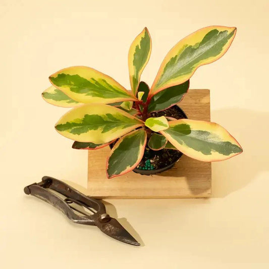  Peperomia Clusiifolia 'Ginny' - Tricolor Peperomia