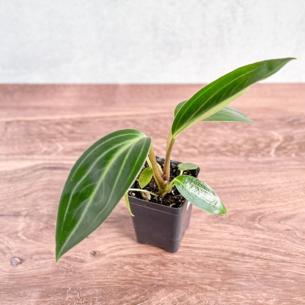  Peperomia Elongata