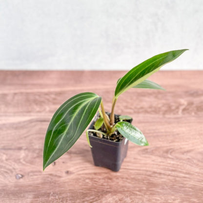  Peperomia Elongata