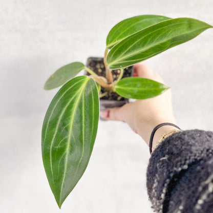  Peperomia Elongata
