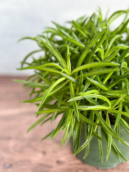  Peperomia Ferreyrae “Happy Bean” - Happy Bean Plant