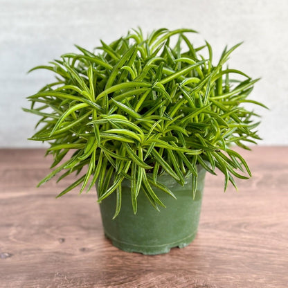  Peperomia Ferreyrae “Happy Bean” - Happy Bean Plant