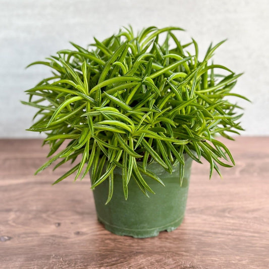  Peperomia Ferreyrae “Happy Bean” - Happy Bean Plant