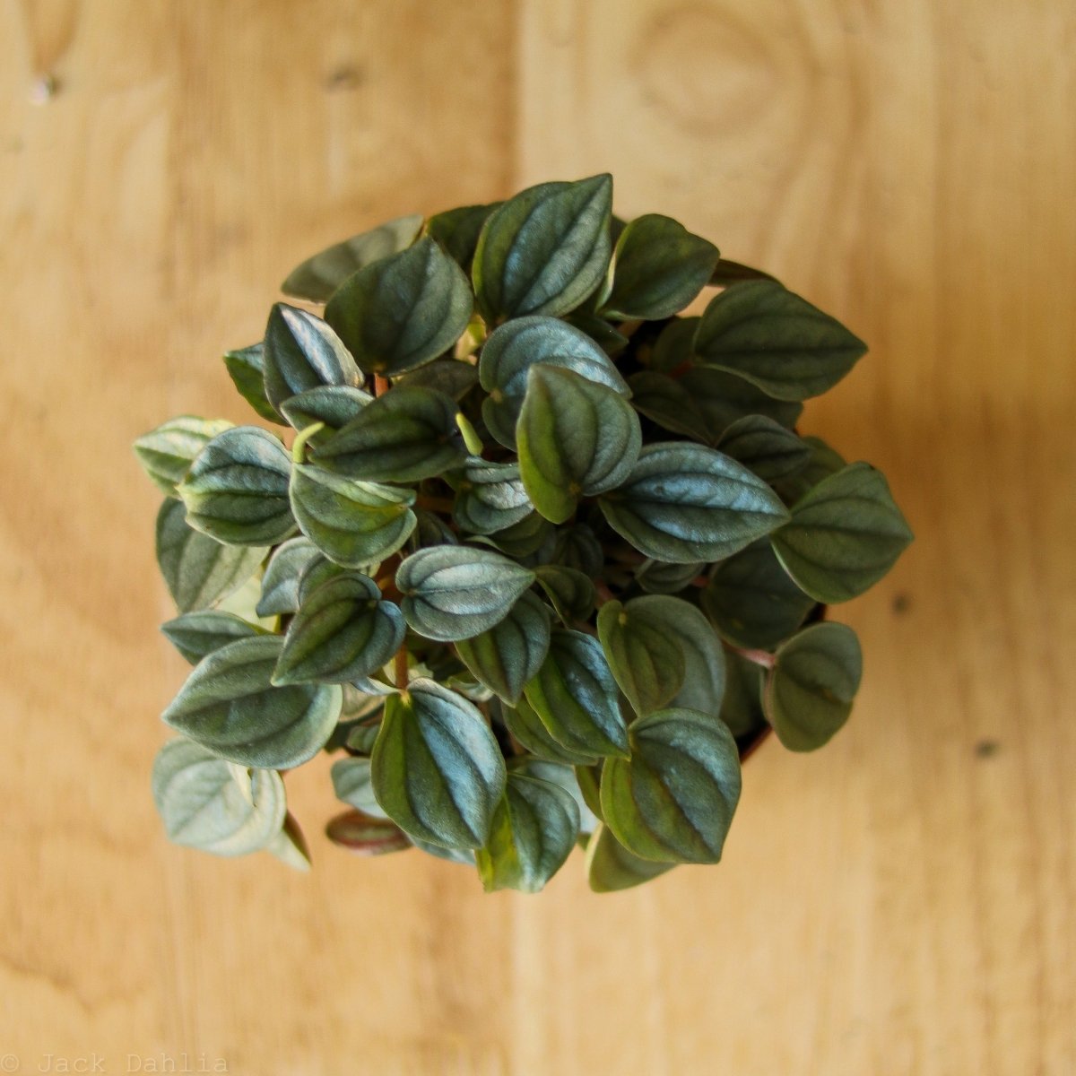  Peperomia 'Napoli Nights'