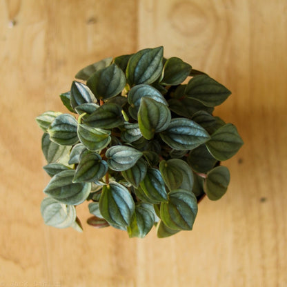 Peperomia 'Napoli Nights'