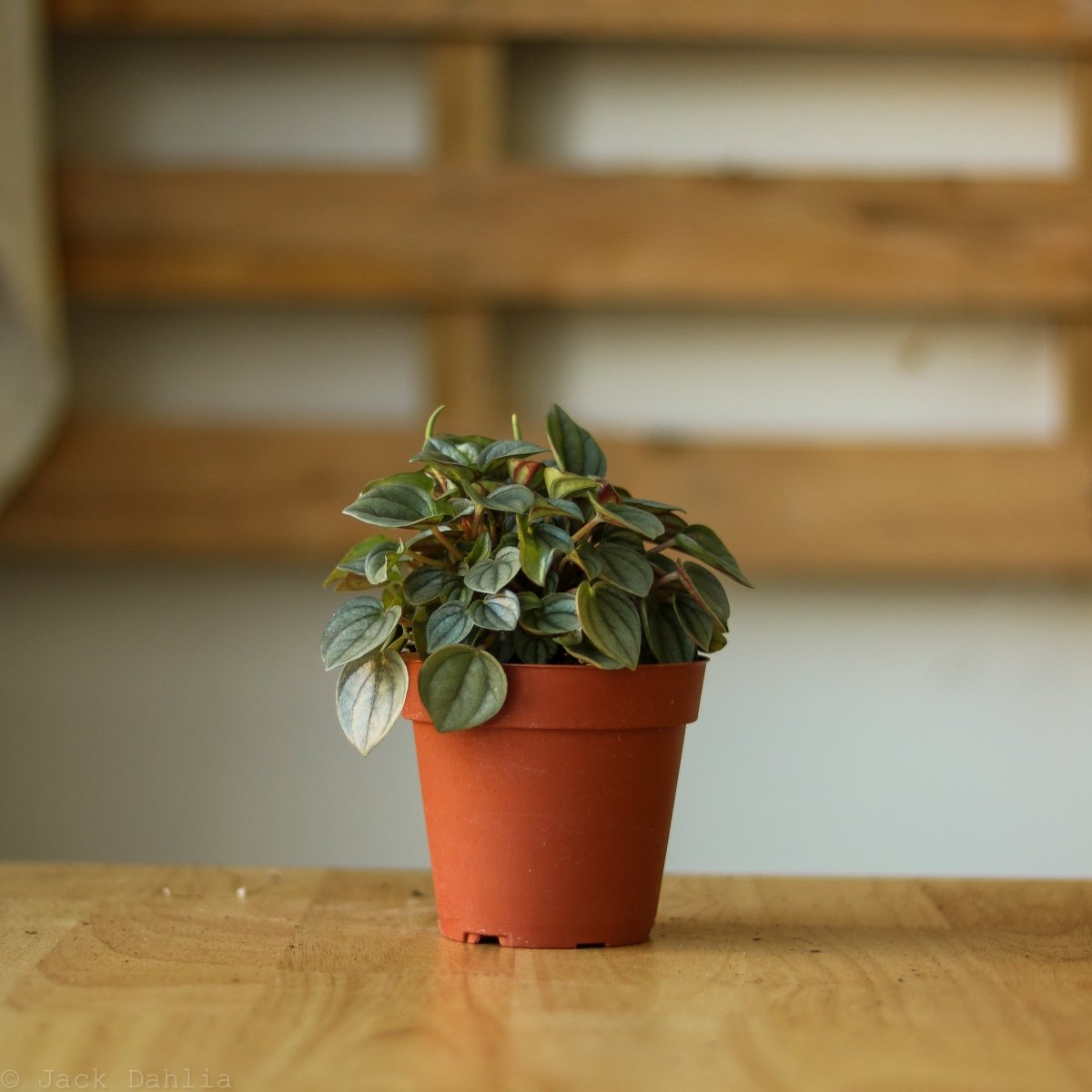  Peperomia 'Napoli Nights'