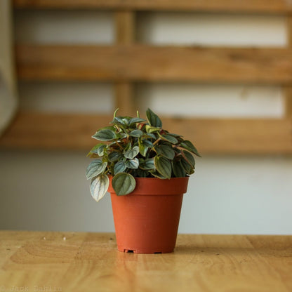  Peperomia 'Napoli Nights'
