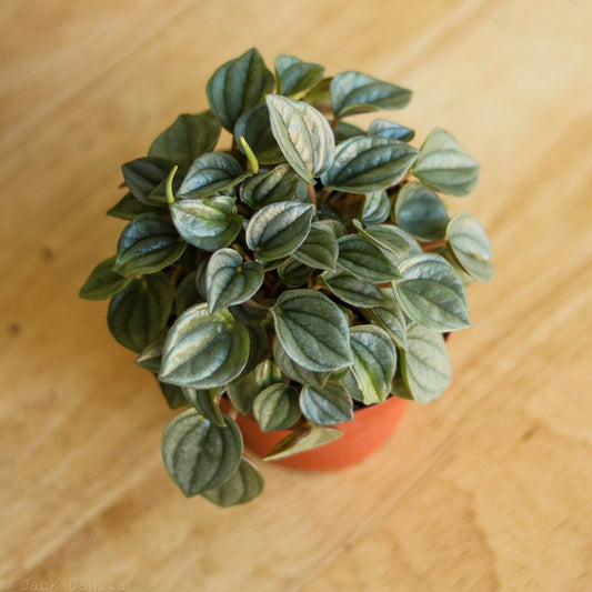  Peperomia 'Napoli Nights'