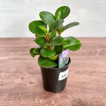  Peperomia Obtusifolia ‘Green’ (Baby Rubber Plant)