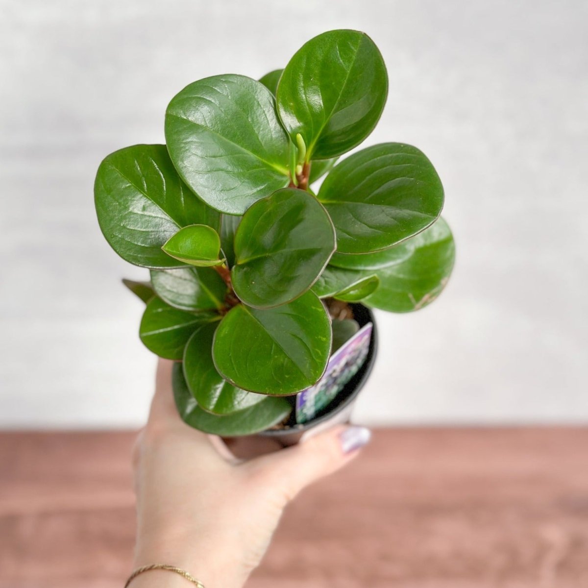  Peperomia Obtusifolia ‘Green’ (Baby Rubber Plant)