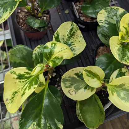  Peperomia Obtusifolia ‘Marble’ - Marble Peperomia