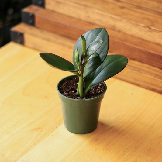  Peperomia Obtusifolia Red Edge