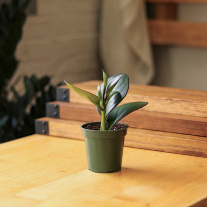  Peperomia Obtusifolia Red Edge