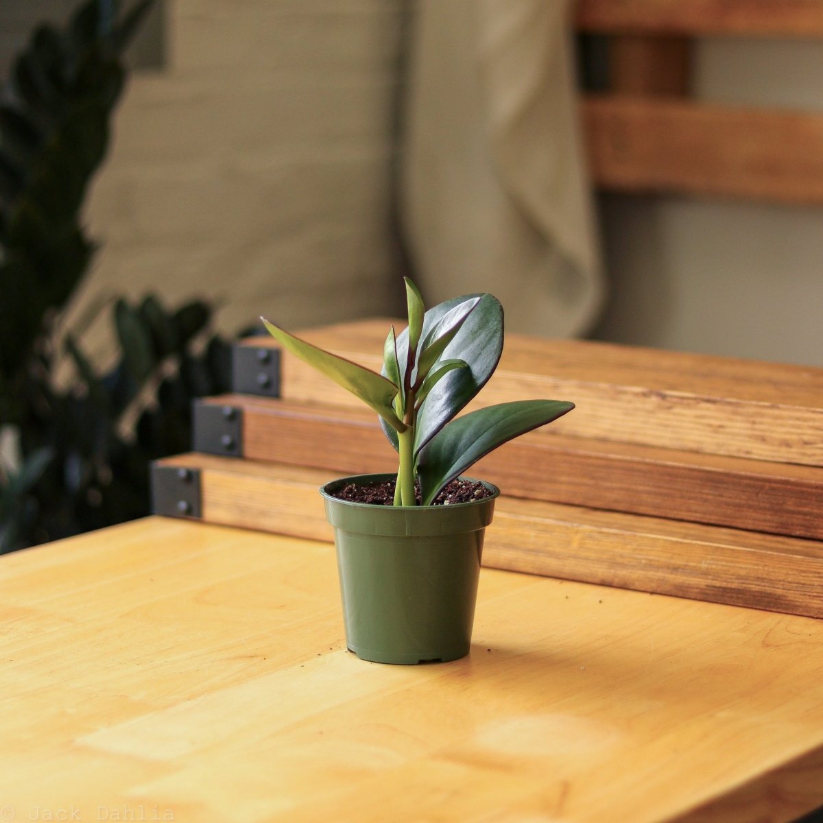  Peperomia Obtusifolia Red Edge