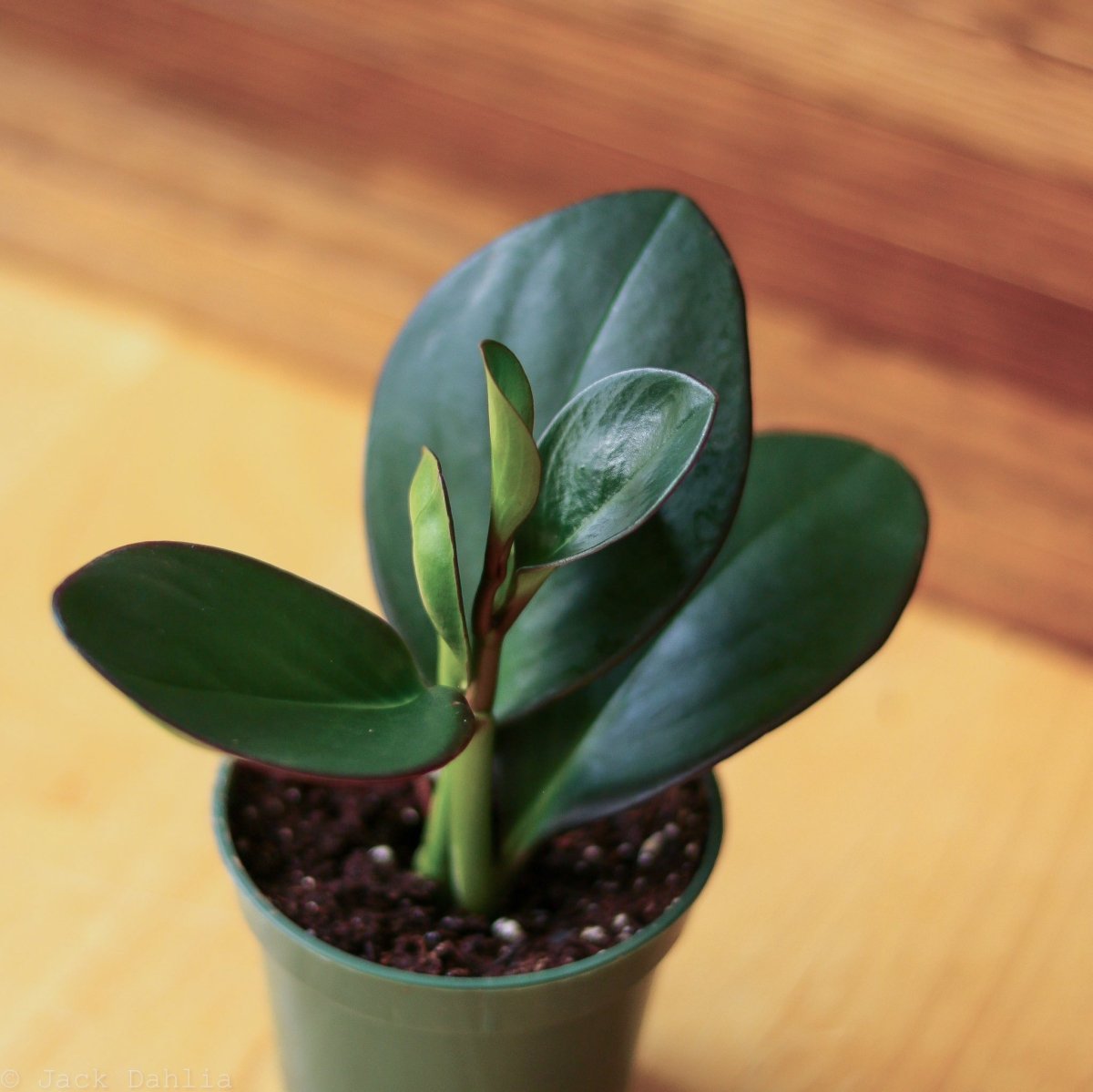  Peperomia Obtusifolia Red Edge