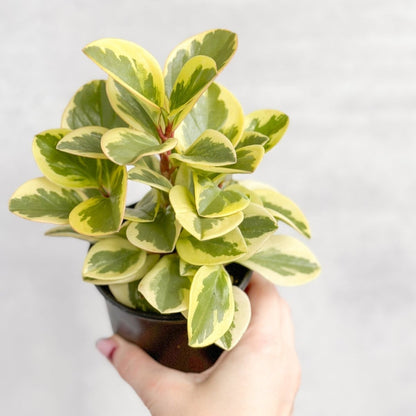  Peperomia Obtusifolia Variegata 'Baby Rubber Plant'