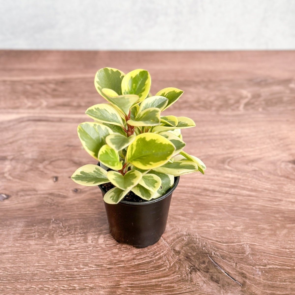  Peperomia Obtusifolia Variegata 'Baby Rubber Plant'