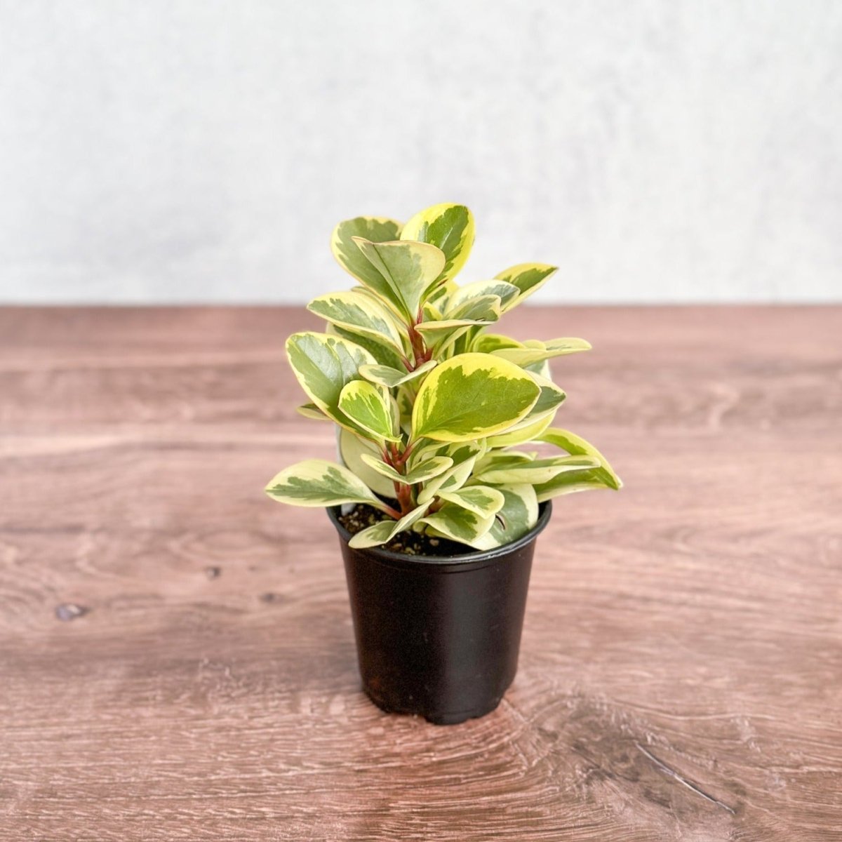 Peperomia Obtusifolia Variegata 'Baby Rubber Plant'