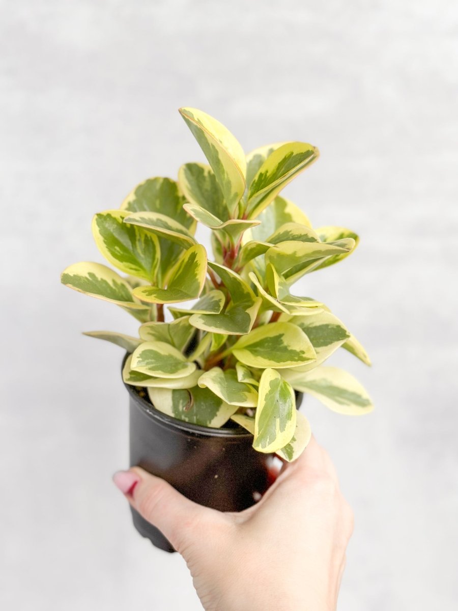  Peperomia Obtusifolia Variegata 'Baby Rubber Plant'