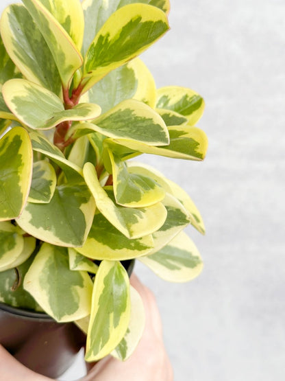  Peperomia Obtusifolia Variegata 'Baby Rubber Plant'