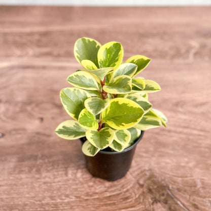  Peperomia Obtusifolia Variegata 'Baby Rubber Plant'