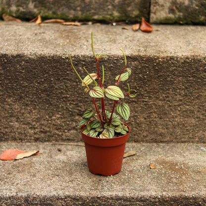  Peperomia 'Piccolo Banda' Albovittata