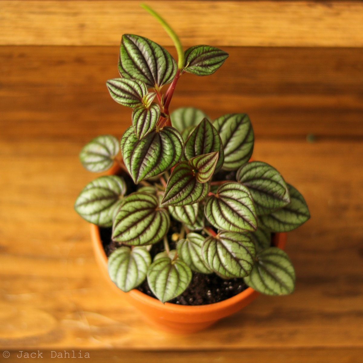  Peperomia 'Piccolo Banda' Albovittata
