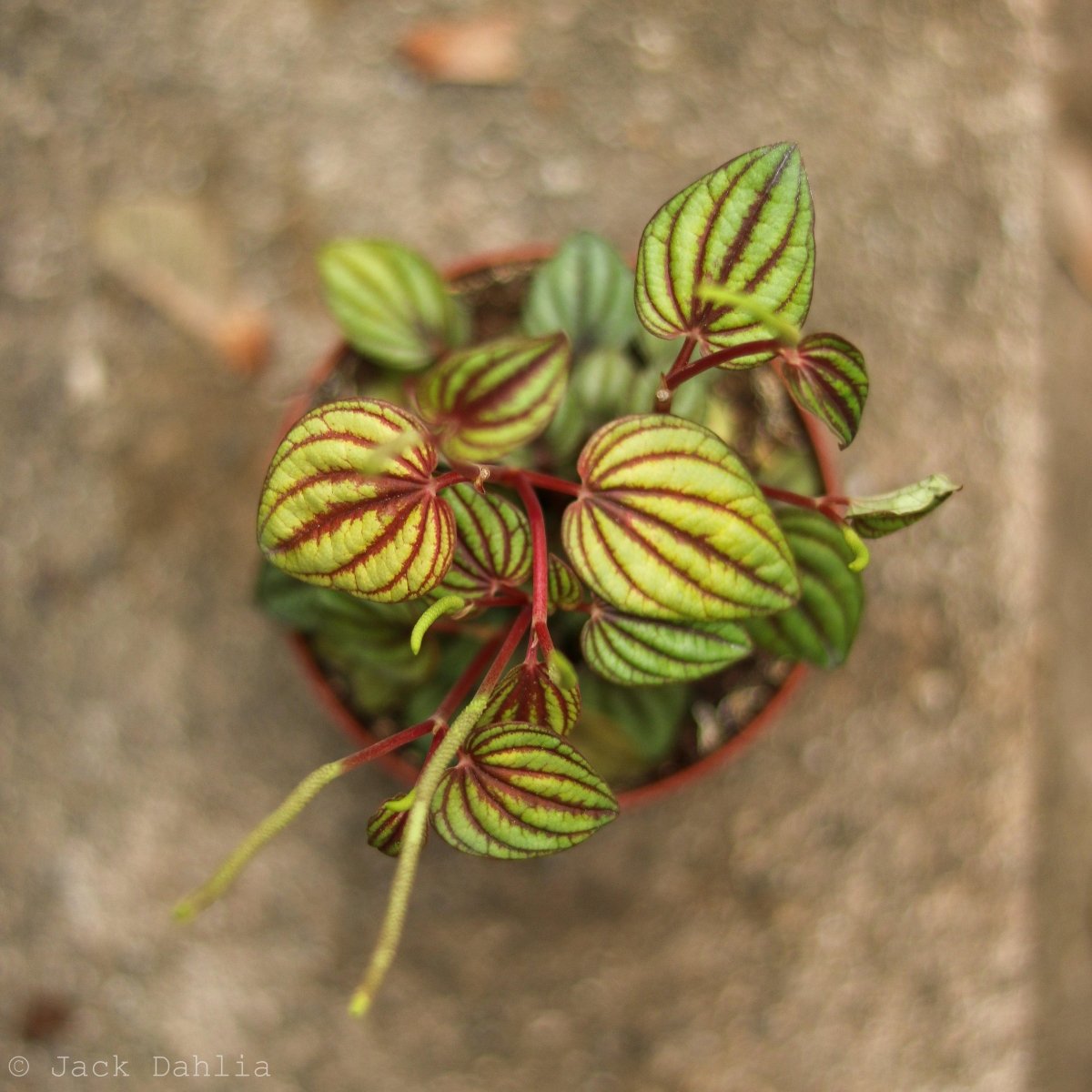  Peperomia 'Piccolo Banda' Albovittata