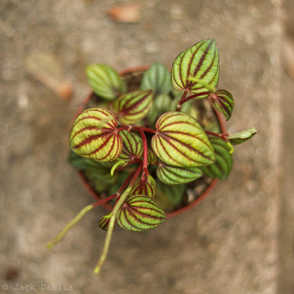  Peperomia 'Piccolo Banda' Albovittata