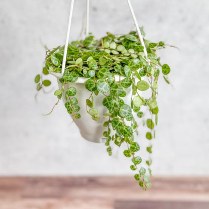  Peperomia Prostrata - ‘String Of Turtles’