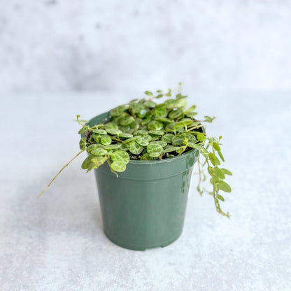  Peperomia Prostrata - ‘String Of Turtles’