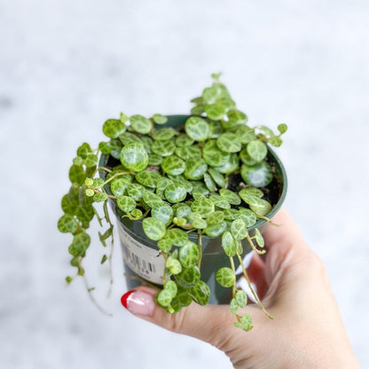  Peperomia Prostrata - ‘String Of Turtles’