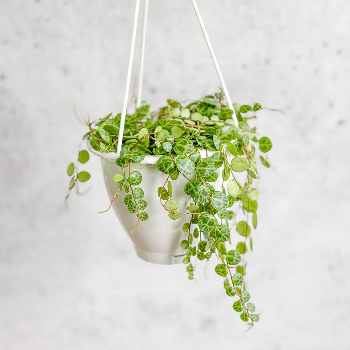  Peperomia Prostrata - ‘String Of Turtles’