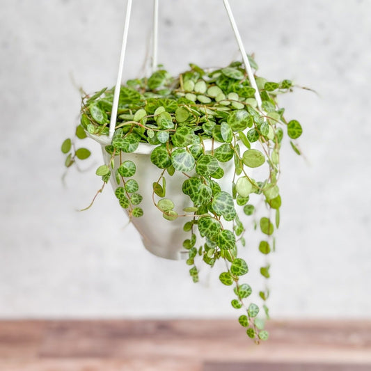  Peperomia Prostrata - ‘String Of Turtles’ - 4.5 Inch Hanging Basket