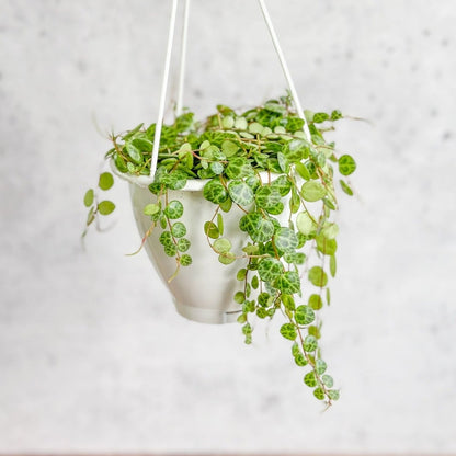  Peperomia Prostrata - ‘String Of Turtles’ - 4.5 Inch Hanging Basket